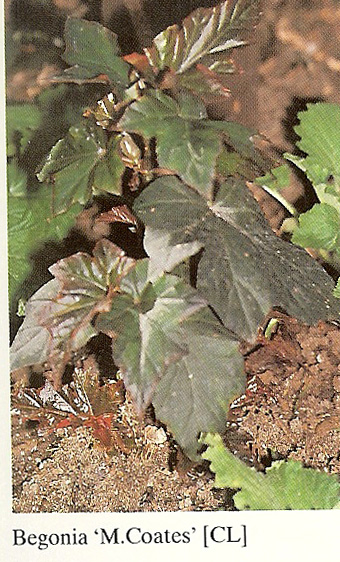 B. ‘M. Coates’